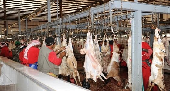 نقص عدد البيطريين الأبرز.. 7 ملاحظات على أداء مسالخ مكة بموسم الحج