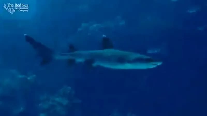 شاهد.. تحرير سمكة قرش عالقة في مصيدة قديمة بالبحر الأحمر