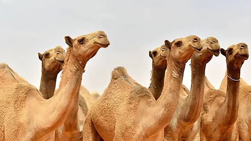 الإبل تستطيع شرب الماء المالح ولو من البحر الميت ولا ترتفع ضغطها