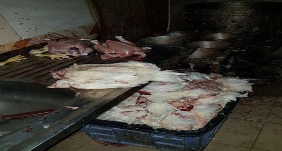 مصادرة 450 دجاجة غير صالحة بمكة المكرمة