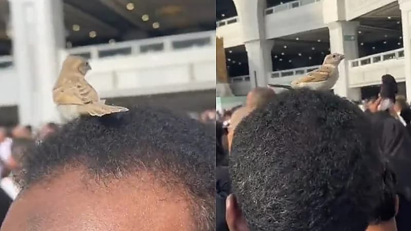 فيديو .. عصفور يتشبث برأس معتمر أثناء الطواف