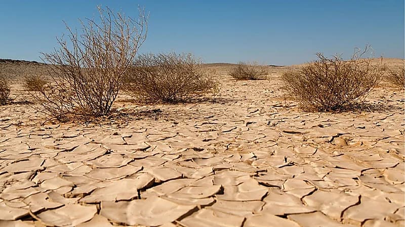 مختص يحذر من خطر التصحر بالمملكة