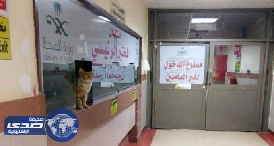 الصحة تعلق على وقوف قط في شباك استقبال مستشفى حكومي في المدينة