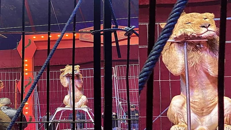 صورة أسد نائم من شدة الإرهاق تثير الجدل في مصر