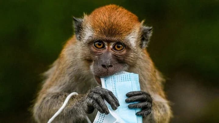 شاهد.. استشاري: فيروس كورونا لا يقارن بجدري القردة 