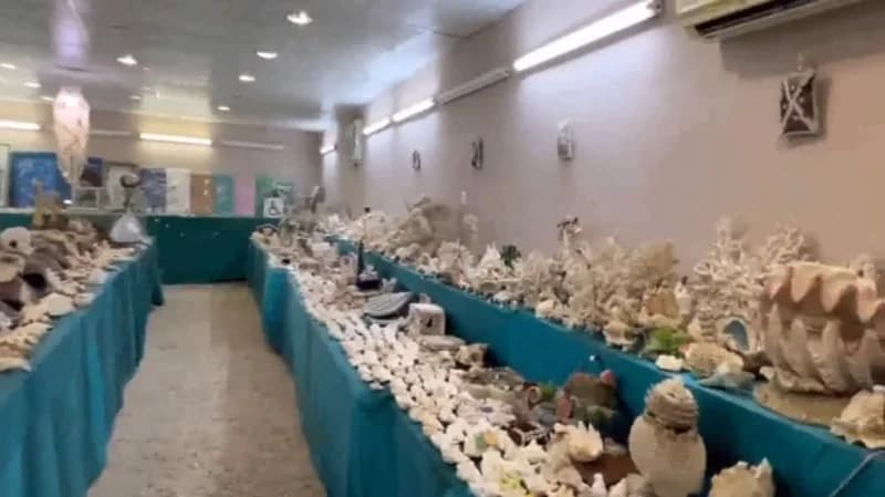 بالفيديو.. زوجان يحولان منزلها إلى متحف بحري في جزر فرسان