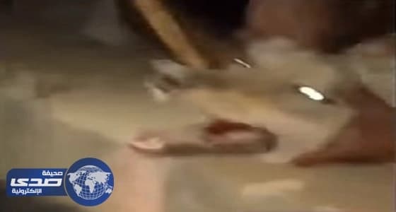 سقوط أحد «ذئاب سكاكا» في يد شبابها