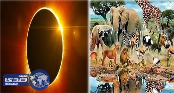 لجنة الحكام تبدأ تطبيق تقنية حكم الفيديو لأول مرة