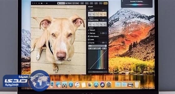 بالفيديو.. ضبع يهرب من 5 لبؤات بأعجوبة