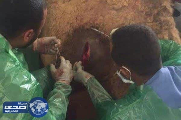 بالصور .. نجاح عملية قيصرية لناقة في حائل
