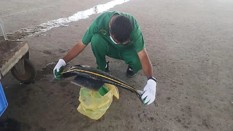 بيئة الشرقية تحظر استخدام شباك صيد أسماك "الكنعد" الخيشومية