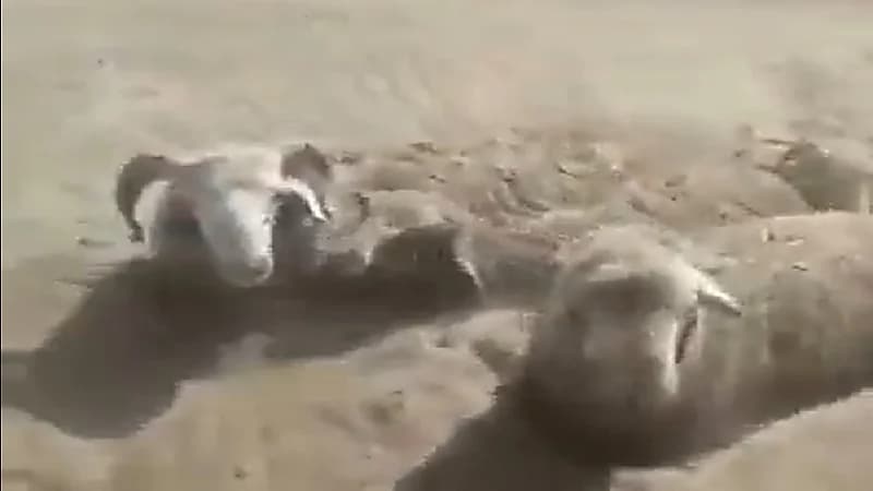 شاهد .. عاصفة رملية تغمر قطيعاً من الأغنام