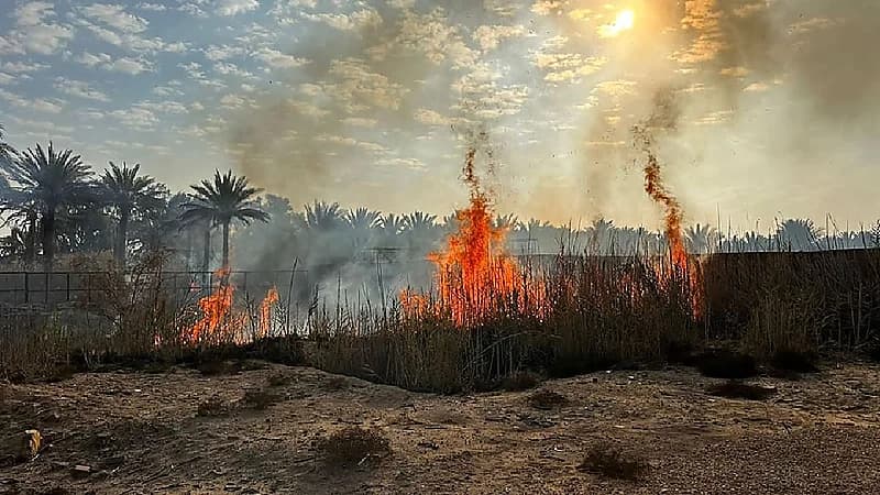 بالصور.. السيطرة على حريق مزارع نتج عنه احتراق 28 نخلة وشجرة