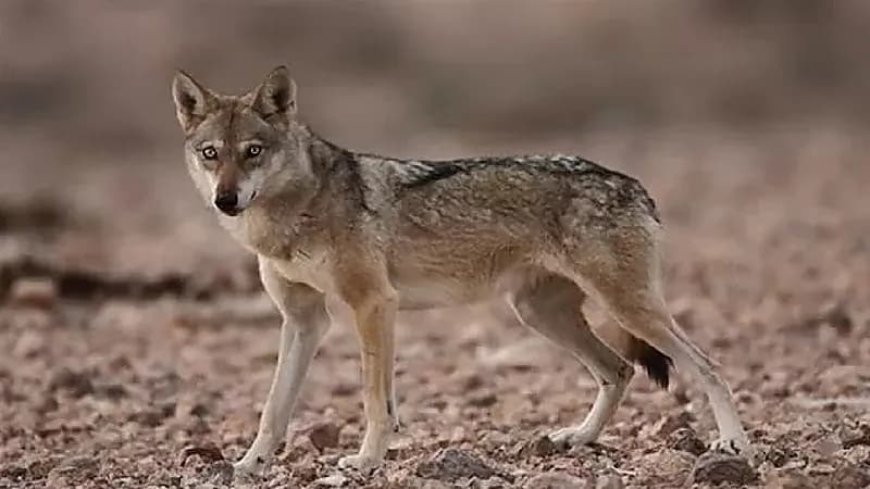 80 ألف ريال غرامة لصائدي الذئب العربي