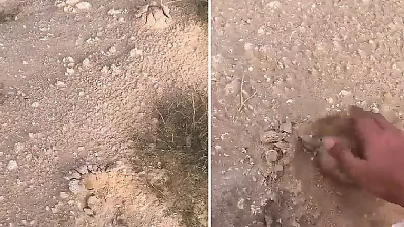 بالفيديو .. نبش أحد المقابر في الكويت بحثا عن الفقع