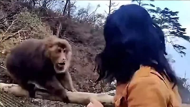 شاهد .. اشتباك بين قردين وأستاذ فنون قتالية