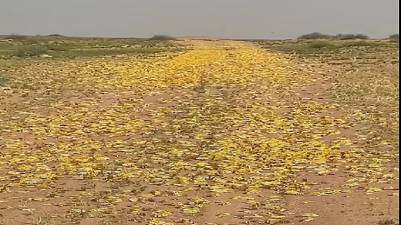 بالفيديو .. انتشار كمية هائلة من الجراد غرب القصيم
