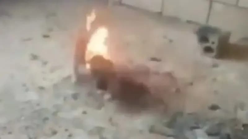 شاهد .. إحراق جرو على يد مراهق يثير الغضب