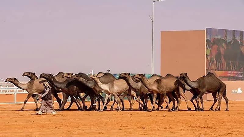 تمديد التسجيل في مهرجان جادة الإبل بتبوك