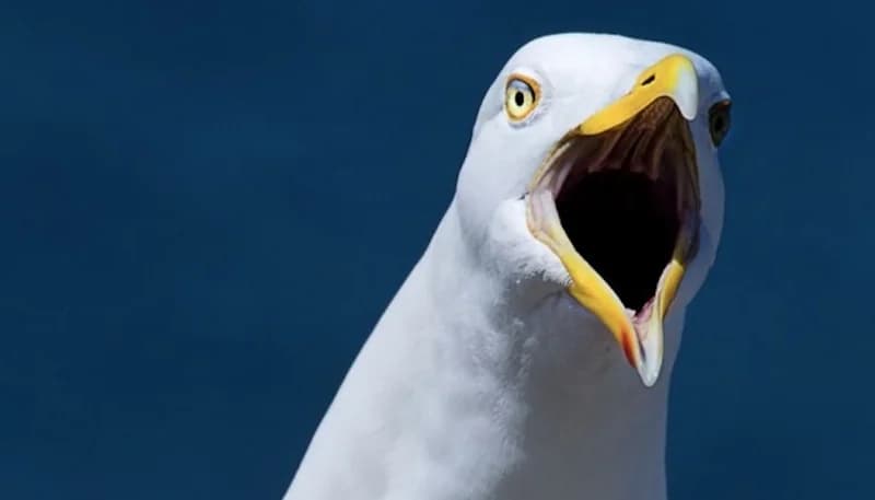 نورس يلتهم أذن رجل أثناء مشاجرة مثيرة