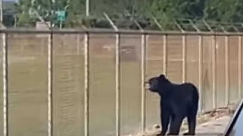 دب أسود يتجول داخل مطار أميركي .. فيديو