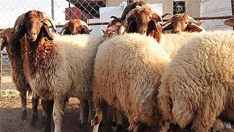 البلدية: الجمعة المقبلة آخر موعد لطلبات تصريح ذبح الأضاحي