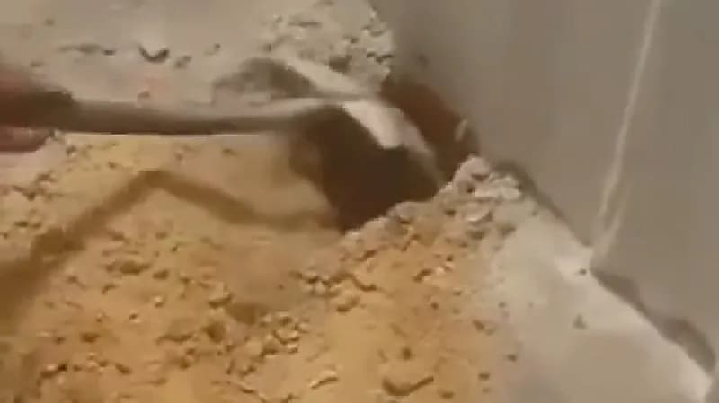 شاب يعثر على قط حي تحت الأرض بعد أسبوع من صب الخرسانة - فيديو