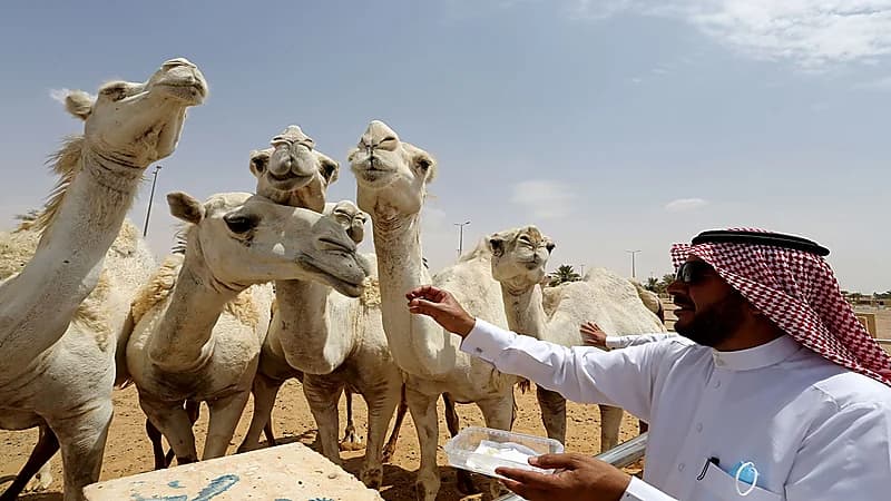 البيئة تٌمهل ملاك الإبل 5 أشهر لتسجيلها إلكترونيًا