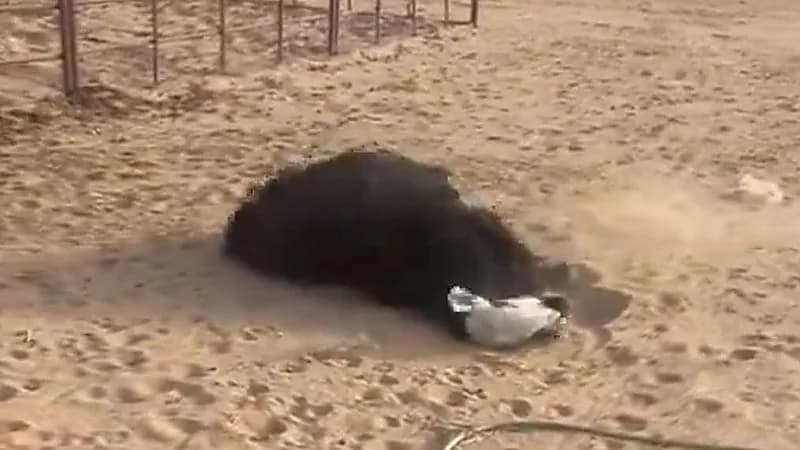 إصابة شاة بمرض شديد بعدما رفض صاحبها بيعها لـ زبون .. فيديو