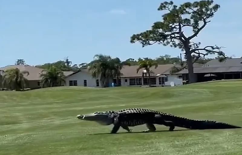 تمساح ضخم يقتحم أرضية ملعب غولف.. فيديو