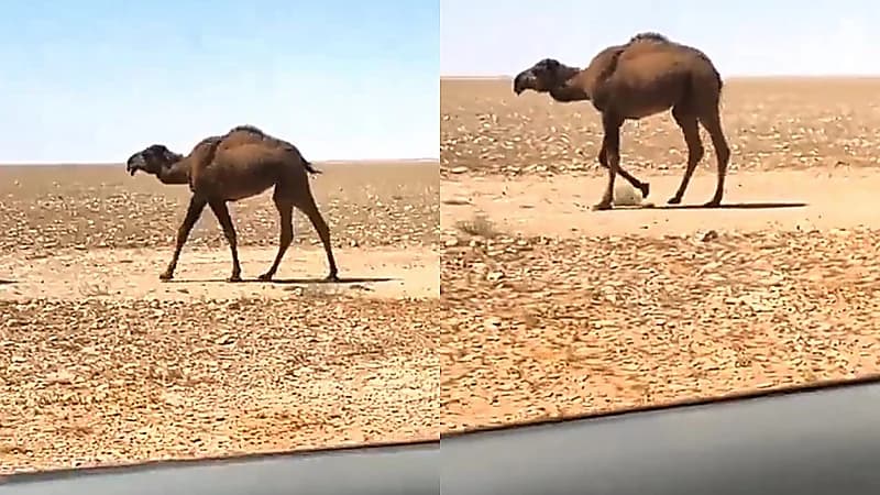 مشهد نادر لبعير برقبة قصيرة .. فيديو