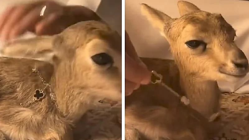 شاب يلبس غزالة قلادة باهظة الثمن .. فيديو