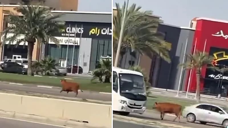 بقرة تائهة تربك حركة السير بشوارع العزيزية .. فيديو