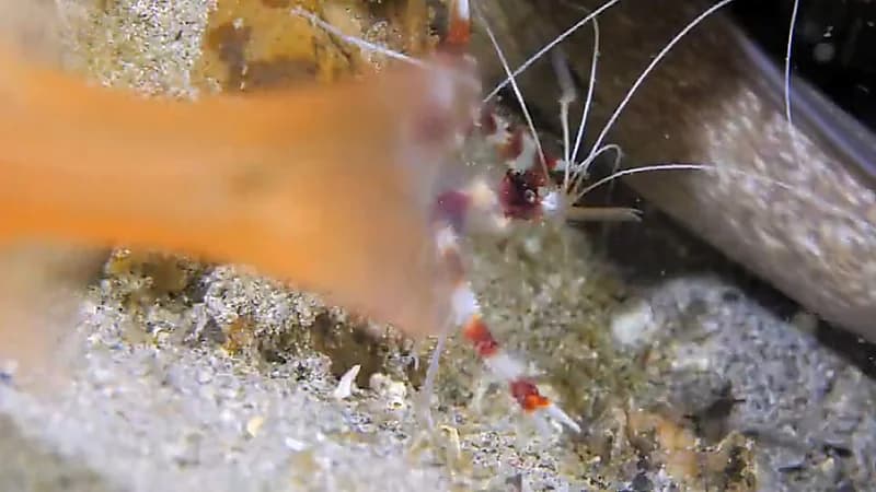 الحياة الفطرية تؤكد أهمية الروبيان في الحفاظ على صحة الكائنات البحرية