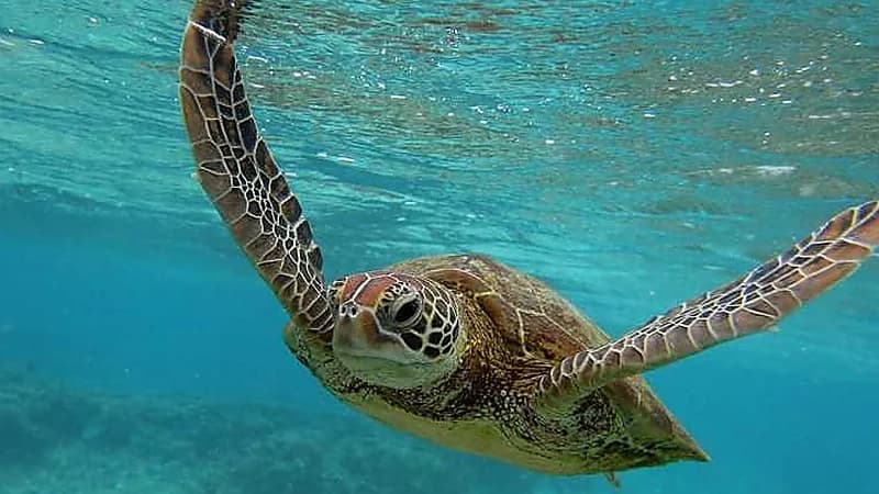 مختص : اختلال توازن السلاحف البحرية يهدد الشعاب المرجانية والتنوع البيولوجي .. فيديو
