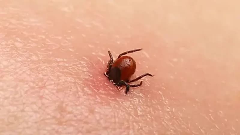 القراد يفتك بامرأة تركية ويُعيد التحذيرات من فيروس حمى القرم–الكونغو القاتل