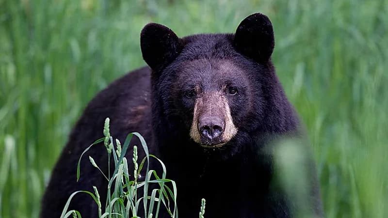 دب يقتحم منزل ويثير الذعر داخل غرفة مراهقة .. فيديو