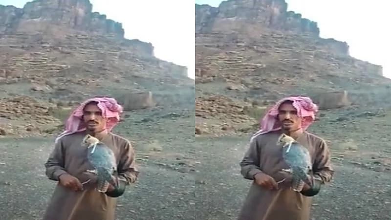 بالفيديو.. مواطن يطلق سراح "شيهانة جبلية" بعد تسجيل ملكيتها