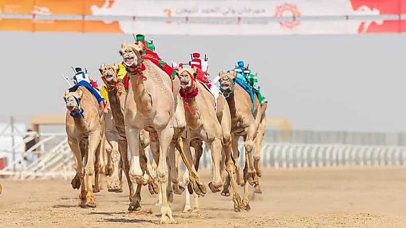 جوائز مهرجان ولي العهد للهجن تتخطى 14 مليون دولار