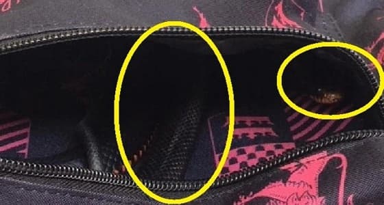 صدمة مروعة لتلميذة أسترالية بسبب ثعبان