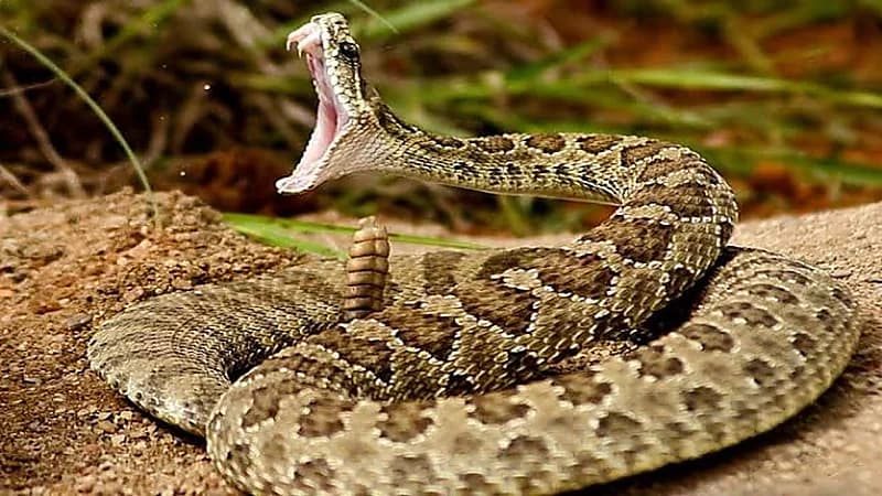 رجل يتفاجأ بـ100 أفعى أسفل منزله