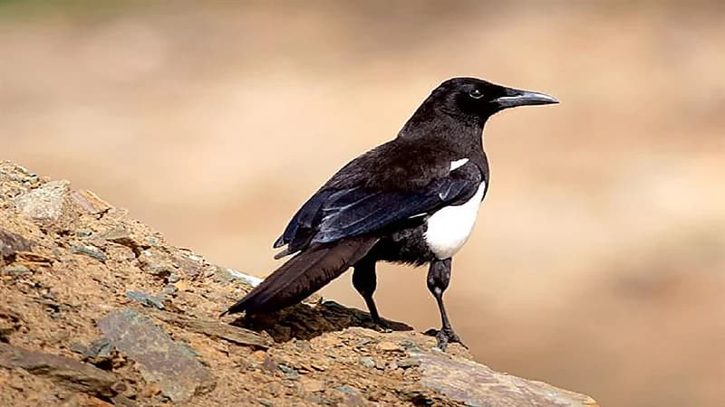 100 ألف ريال غرامة صيد "العقعق" العسيري