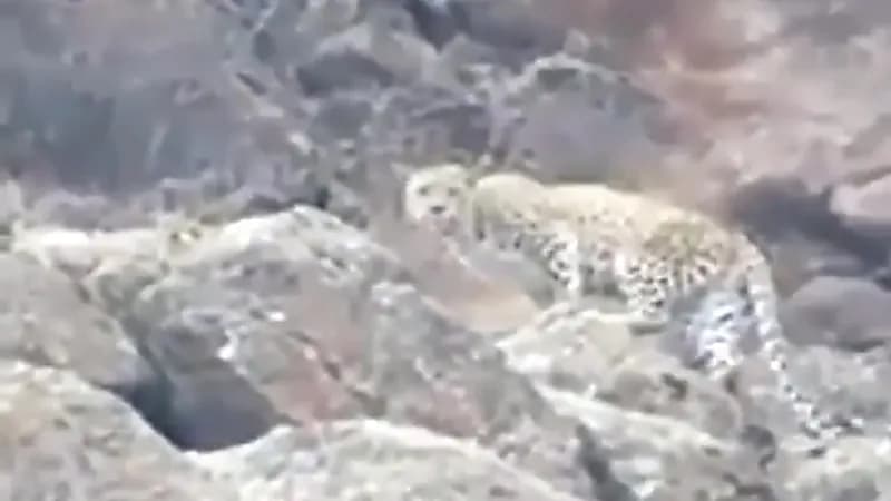 بالفيديو.. نمر عربي يتجول بقمم جبال رضوى في ينبع