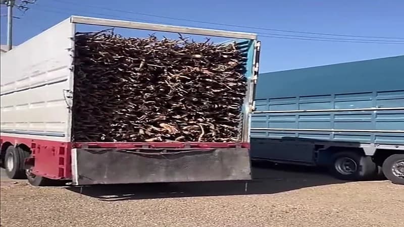 ضبط مخالفين لنظام البيئة بالمدينة المنورة .. فيديو