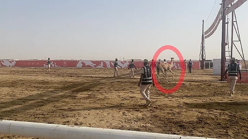 اتحاد الهجن يمكن المطايا المتعثرة من إعادة السباق