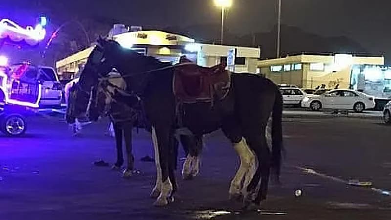 مصرع طفلة ركلها خيل بعدما أسقطها في حجز النوارية بمكة