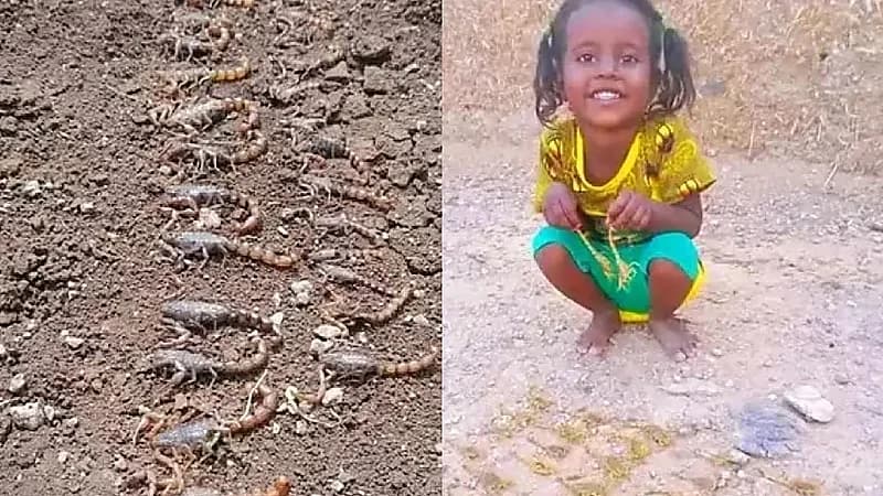 ‎طفلة محاطة بالعقارب تثير ضجة واسعة عبر مواقع التواصل