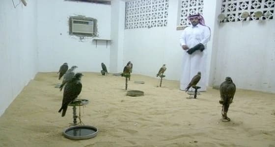 " البيئة " تحذر مربي الصقور من إنفلونزا الطيور