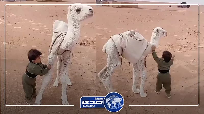 مشهد عفوي لطفل يداعب حواراً صغيرًا..فيديو