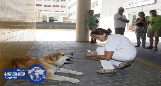 مستشفى فرنسي للأمراض العقلية تستعين بالكلاب لعلاج مرضاها